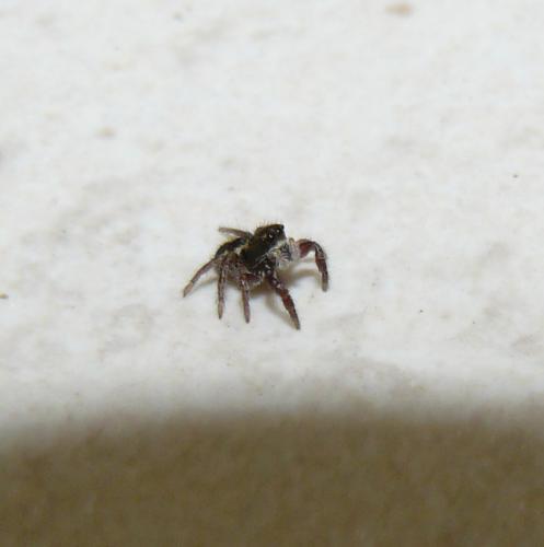 Pellenes nigrociliatus